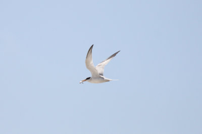 Least Tern