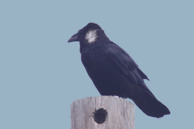 Chihuahuan Raven