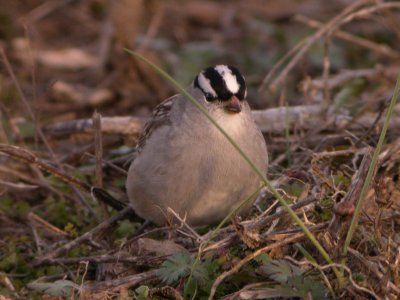 White-crowned Sparrow