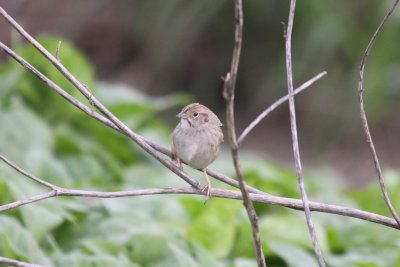 Cassin's Sparrow