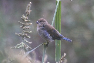 Blue Bunting