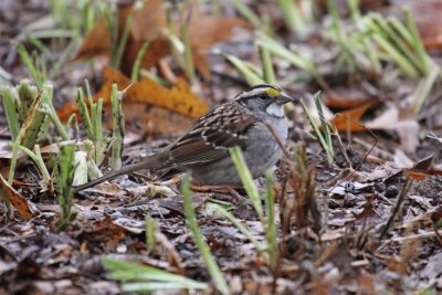 Whit-throated Sparrow