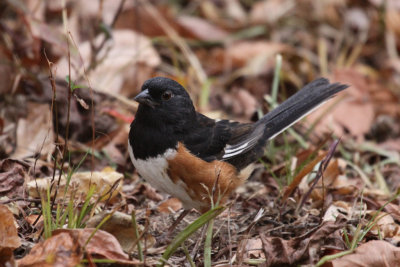 Eastern Towhee