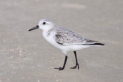 Sanderling  (winter plumage)