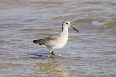 Willet