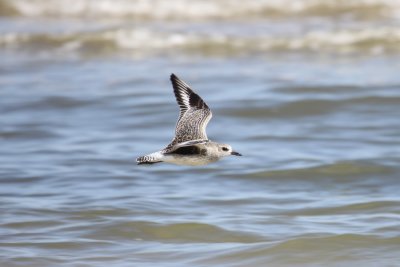 Black-bellied Plover