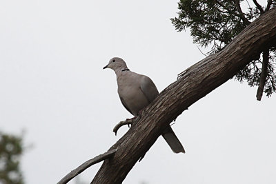 Eurasian Collared - Dove
