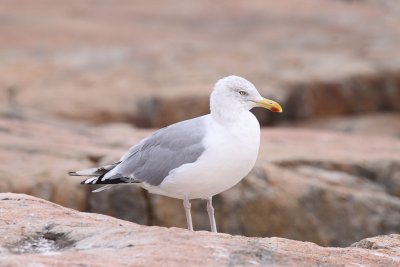 Herring Gull