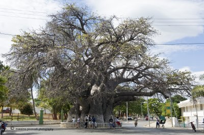 Le Vieux Baobab de Mahajanga