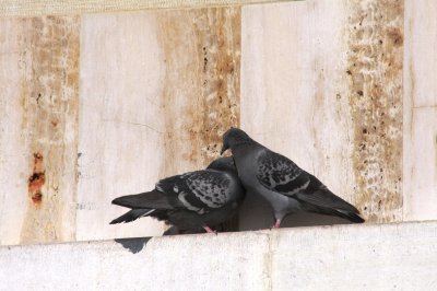IMG_1520.JPG
