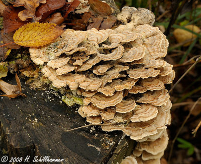 Trametes versicolor