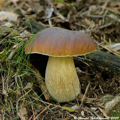 Boletus edulis