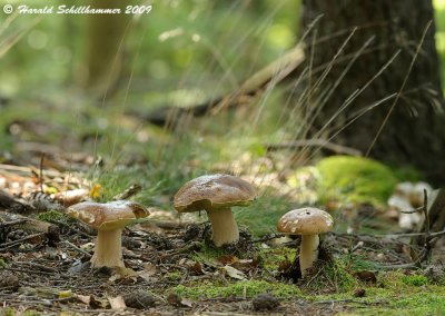 Boletus edulis