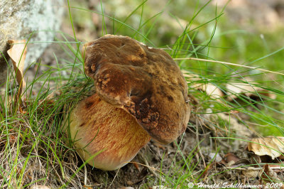 Neoboletus erythropus