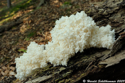 Hericium coralloides