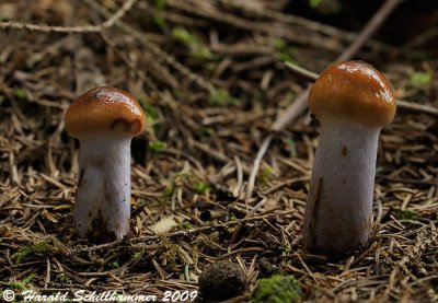 Cortinarius cf. muscigenus