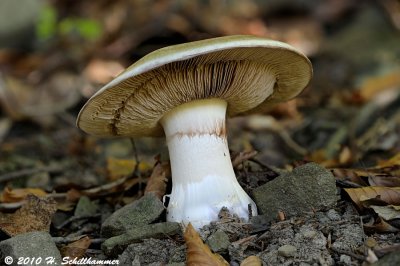 Cortinarius praestans