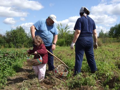 Potato picking with Dyedushka and Babushka