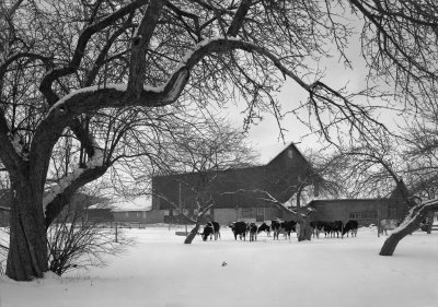 1981-01 Cows - Barn - Snow Unadilla, NY