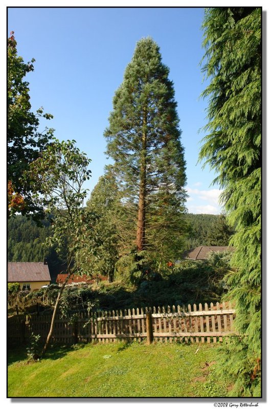 redwood-5610.JPG