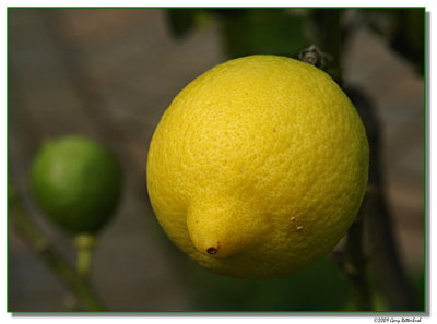 lemon-5809-sm.JPG