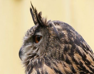 owl-8674-sm.JPG