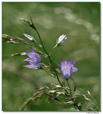 purpleflower-10328-sm.JPG