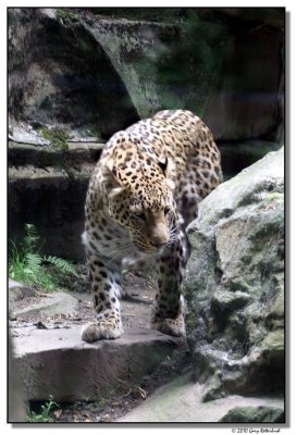 leopard-10786-sm.JPG