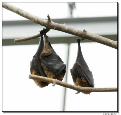 bats-10685-sm.JPG