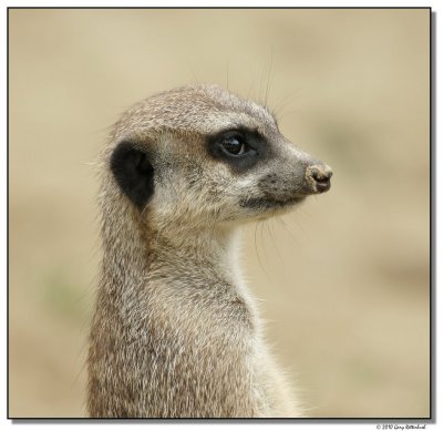 meerkat-10710.JPG-sm.jpg