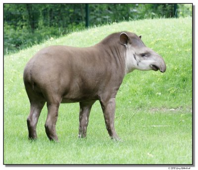 tapir-10747-sm.JPG