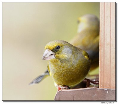 finch-1021-sm.JPG