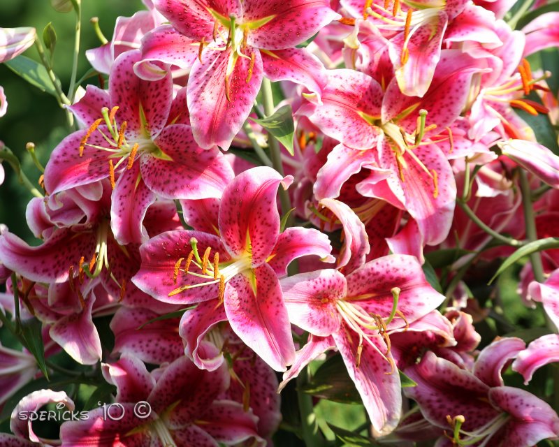 IMG_7411b.jpg