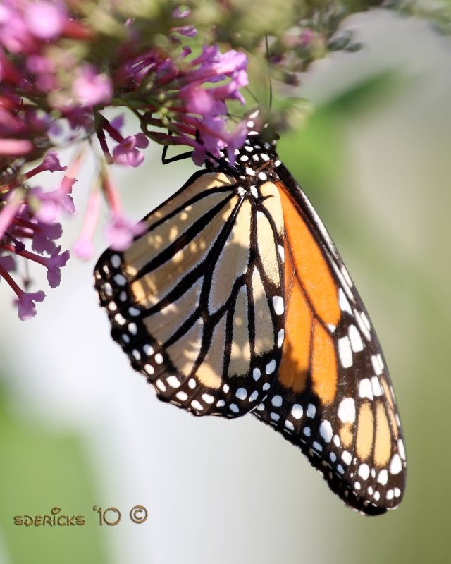IMG_7820b.jpg