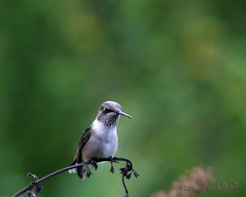 IMG_7933b.jpg