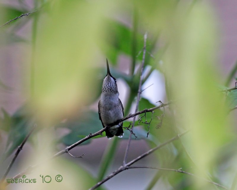 IMG_7979b.jpg