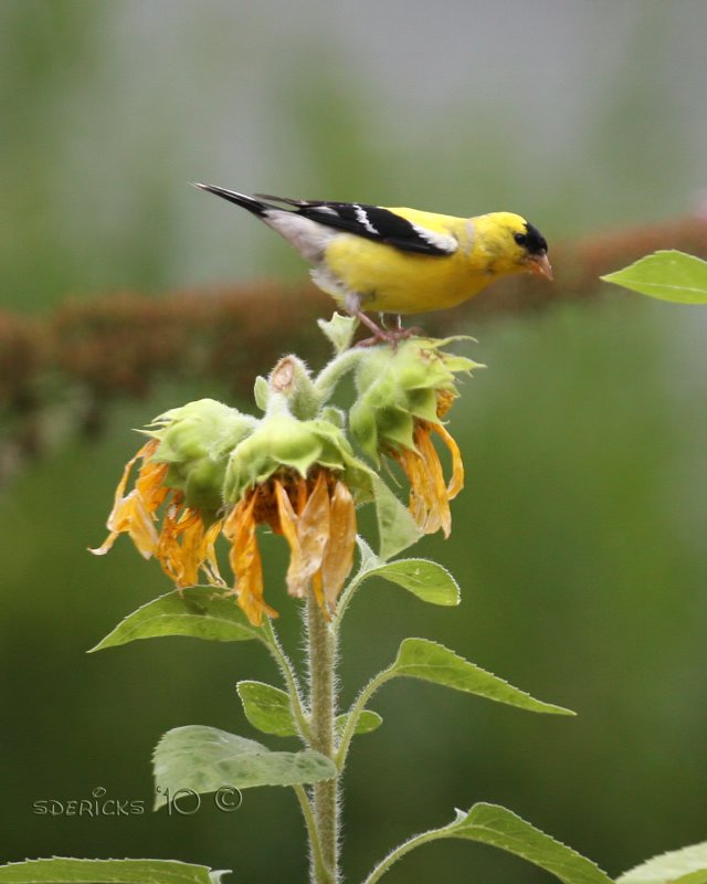 IMG_8002b.jpg