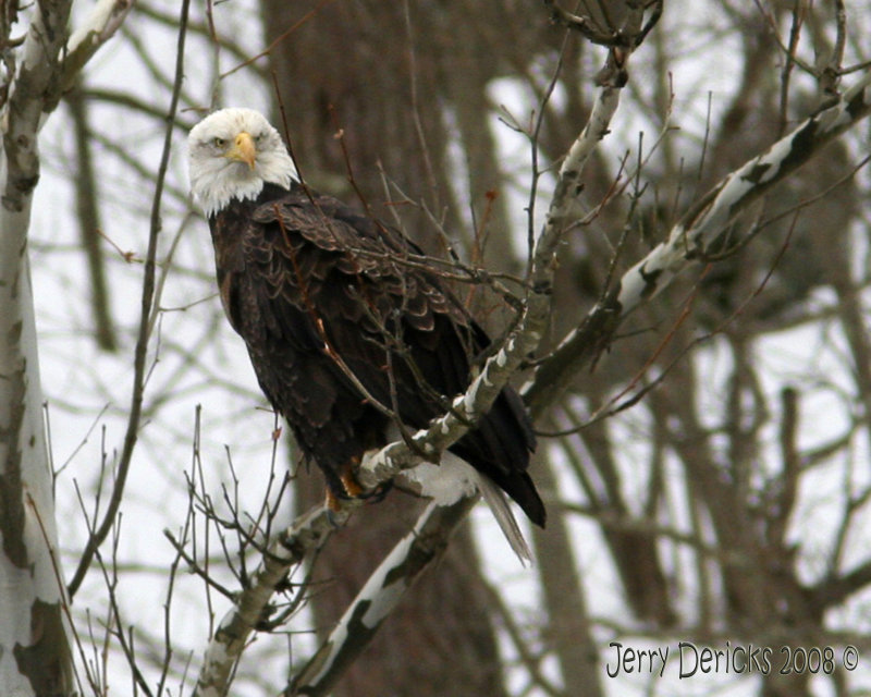 IMG_5345bc.jpg