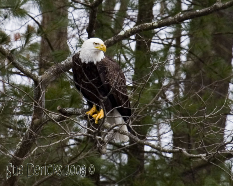 IMG_5683bc.jpg