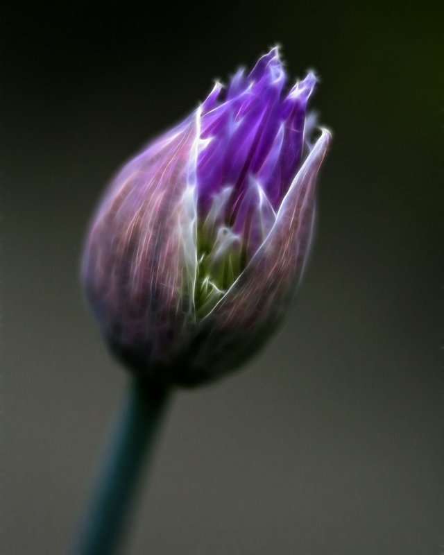 IMG_0814bb.jpg