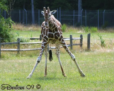 IMG_5385w.jpg