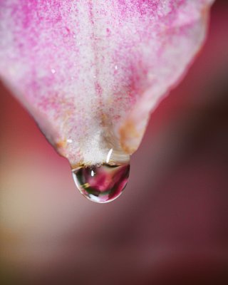 IMG_6288w.jpg