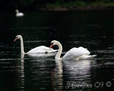 IMG_6550w.jpg