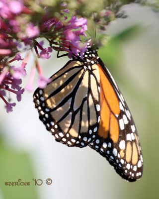IMG_7820b.jpg