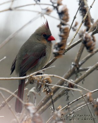 IMG_5772bc.jpg