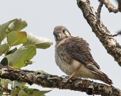 7-29 kestrel 7532.jpg