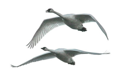 1-19 swans e 9453.jpg