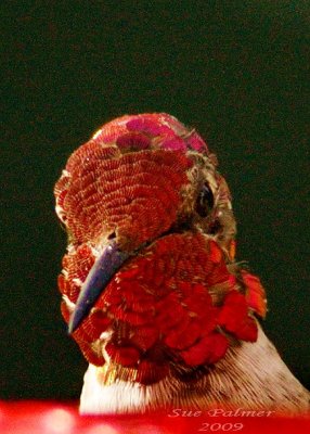 8-28 hb e 0785.jpg