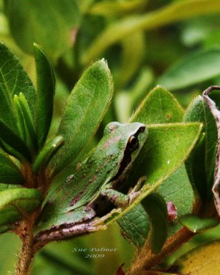 9-9-09 tree frog e 9173.jpg
