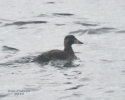 11-28 duck 3534.jpg